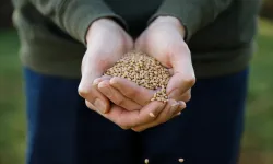 Tahıl tohumunda üretim ve satış şartları değişti!