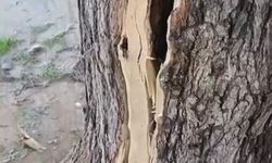 Kızıltepe’de yıldırım, dut ağacını ortadan ikiye böldü