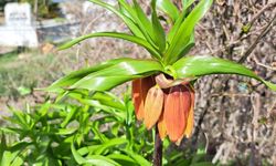 Eskişehir’de ters laleler açtı: ‘Turşail’ çiçekleri mahalleyi renklendirdi