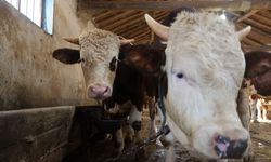 Kurbanlık seçiminde yaş ve diş kriteri önemli