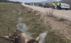 Ankara’da araç geyiğe çarptı, hayvan telef oldu