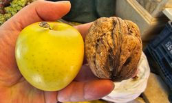 Elazığ’da elma büyüklüğündeki cevizler tezgahlarda yoğun ilgi görüyor