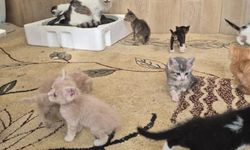 Sağlığına kavuşan kediler yeni yuvalarını bekliyor