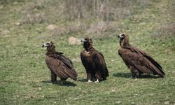 Kızılcahamam’da kara akbaba sürüsü görüntülendi