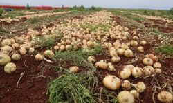 Hatay’da sınır hattında soğan hasadı bereketli başladı