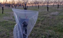 Badem üreticilerine zirai don uyarısı