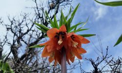 Bingöl'de ters laleleri koparmanın cezası 700 bin TL