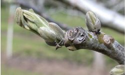 Cevizde antraknoz tehlikesi: Üreticilere uyarı