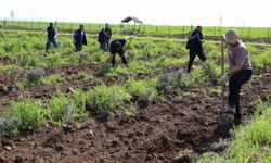 Diyarbakır'da lavanta mevsimi başlıyor