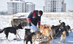 ABB’den sokak hayvanlarına kapsamlı destek