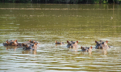 Kolombiya, istilacı su aygırları için itlaf planını onayladı