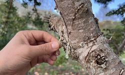 Fethiye’de sakız ağacı bahçesi: Kooperatifle üretim modeli