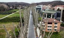 İstanbul’da çınar budama tartışması