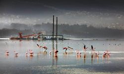 1,8 milyon metreküp çamur temizliğiyle İzmit Körfezi nefes aldı