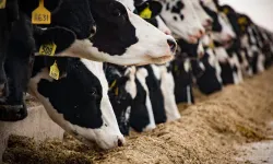 Köye dönüşte yeni dönem: Maaşlı çiftçilik başlıyor