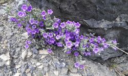 Dünyada sadece Söke’de yetişen 'Küçük Çan' tehlike altında