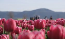 Karaman’da lale tarlası 400 bin kişiyi ağırladı