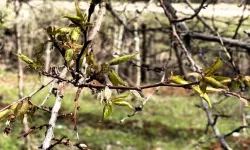 Malatya’da don tehlikesi var mı? Kayısı üreticileri dikkat!