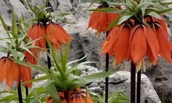 Diyarbakır Çermik’te ters laleler açtı