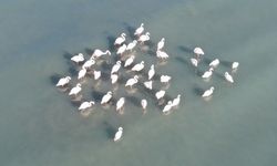 Van Gölü havzası flamingolarla renklendi