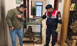 Yozgat’ta köy yolunda maymun bulundu