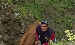Osmaniye’de uçuruma düşen düve itfaiye tarafından kurtarıldı