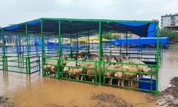 Adana’da sağanak yağış hayvan pazarını göle çevirdi