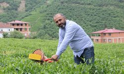 Yaş çay fiyatı açıklandı, kuru çayda zam beklentisi