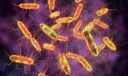 Salmonella nedir, belirtileri neler?