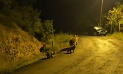 Ankara Kızılcahamam’da ayı yavruları evin önünde görüntülendi