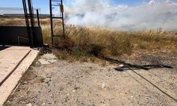 Tekirdağ'da elektrik tellerine çarpan kuş yangına sebep oldu