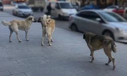 Yılbaşına kadar tüm sahipsiz köpekler barınaklarda olacak