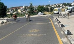 Süleymanpaşa’da başıboş atlar endişe yarattı
