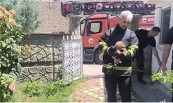 Fabrika duvarına sıkışan köpek kurtarıldı