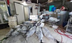 Antalya’da avlanması yasak 603 kilo balığa el konuldu