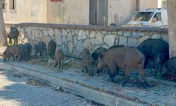 Bodrum’da domuz sürüsü şaşkınlık yarattı