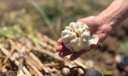 Haymana'da ilk sarımsak hasadında 350 ton hedefi