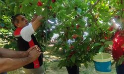 9 bin dekarlık alanda Aydın kirazı üretimi