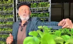 Kızılcahamam’da üreticilere yüzde 75 hibeli çilek fidesi