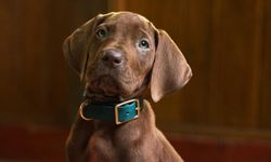 Netflix'in yeni Scooby-Doo'su hayranları ikiye böldü