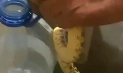 Ankara Polatlı’da görülen yılanlar vatandaşları tedirgin etti