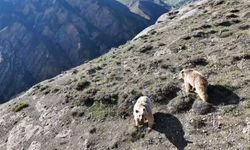 Erzincan'da ayı saldırısı: 1 kişi yaralandı