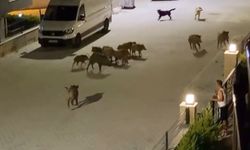 Köpeklerin saldırdığı yaban domuzunu sürüsü kurtardı