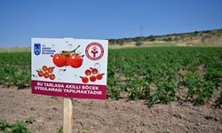 ABB'den domates güvesine biyolojik mücadele desteği