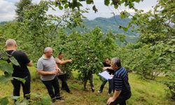 Yeni sezon öncesi fındıkta kritik süreç başladı