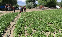 Erzincan’ın tescilli Işıl-24 fasulyesi üretimde