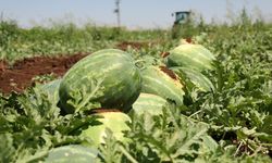 Aromasıyla ünlenen Diyarbakır karpuzunda hasat sürüyor