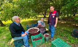 Afyonkarahisar'da kiraz bahçelerinde pestisit denetimi