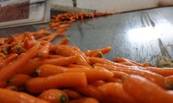 Türkiye'nin havuç deposu Konya'da hasat mesaisi sürüyor