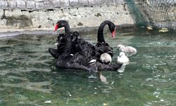Kuğulu Park'ta kuğu sayısı 18'e yükseldi